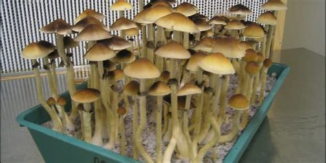 youtube how to grow psilocybin mushrooms
